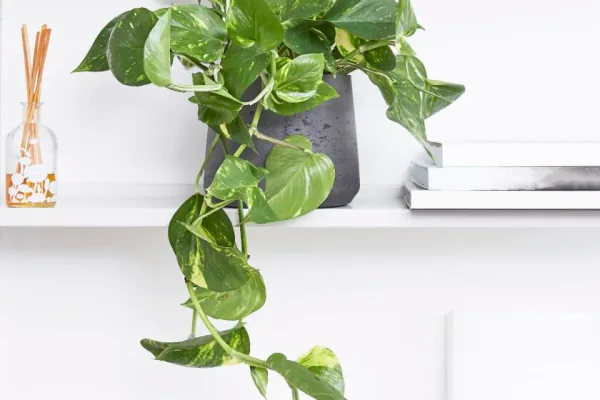 trailing golden pothos vines in bright indoor living room