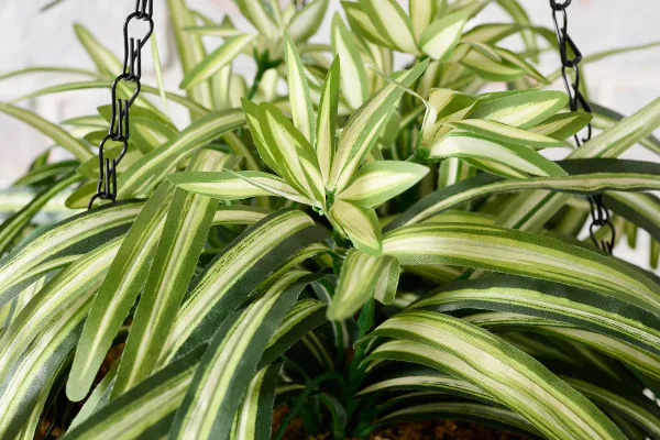 Why Spider Plants Remain a Favorite Indoor Plant