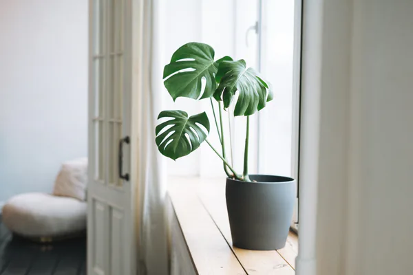 monstera deliciosa in bright modern living room
