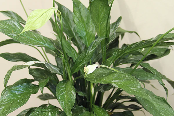 Why Peace Lilies Are a Favorite Indoor Plant