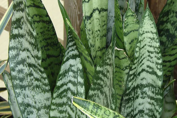 What Is a Snake Plant?