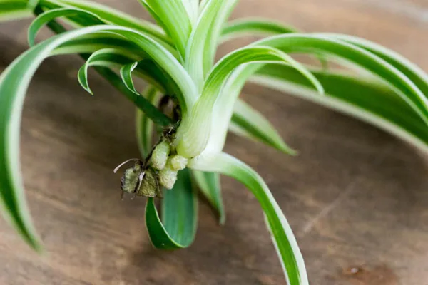 How to Propagate Spider Plant Babies