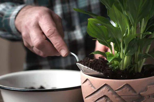 Soil, Potting, and Feeding Basics