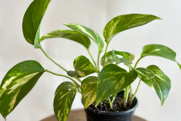How to Care for a Pothos Plant Indoors
