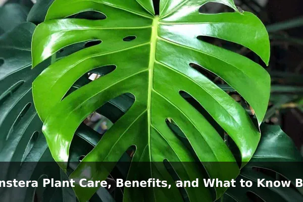 Monstera Plant Care, Benefits, and What to Know Before Buying
