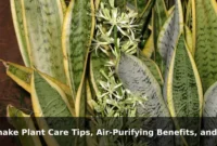 Snake Plant Care Tips, Air-Purifying Benefits, and Key Facts