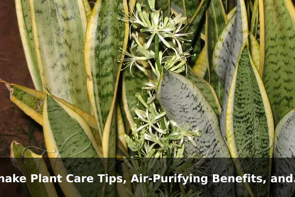 Snake Plant Care Tips, Air-Purifying Benefits, and Key Facts