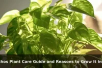 Pothos Plant Care Guide and Reasons to Grow It Indoors
