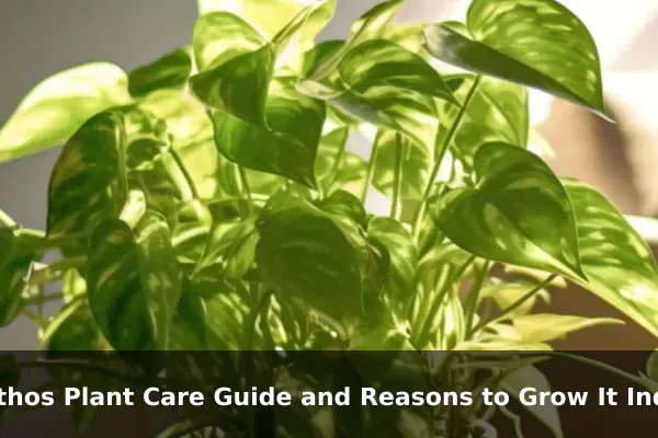 Pothos Plant Care Guide and Reasons to Grow It Indoors
