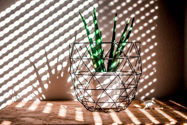 Why Aloe Vera Belongs in the Home