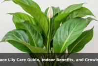 Peace Lily Care Guide, Indoor Benefits, and Growing Tips