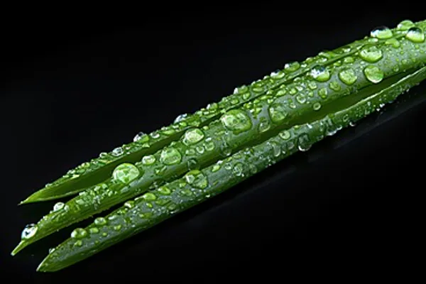 Repotting, Propagation, and Common Problems