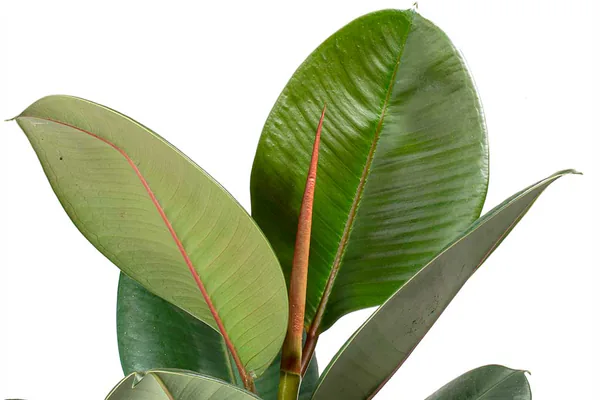 What Is a Rubber Plant and Why Is It So Popular?