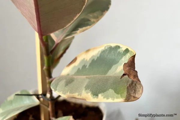 Useful Growing Tips to Keep Leaves Glossy and Strong