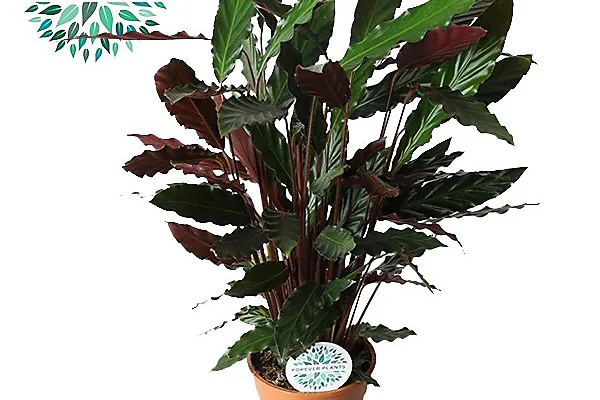 calathea plant bright indoor corner styled pot
