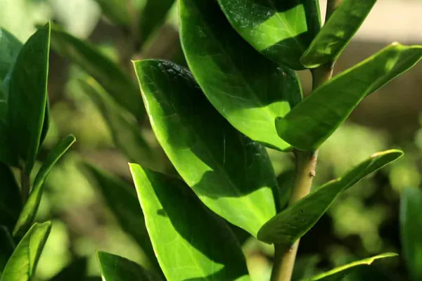 healthy zz plant glossy leaves
