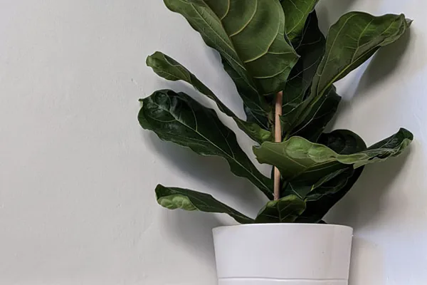fiddle leaf fig tall plant bright living room