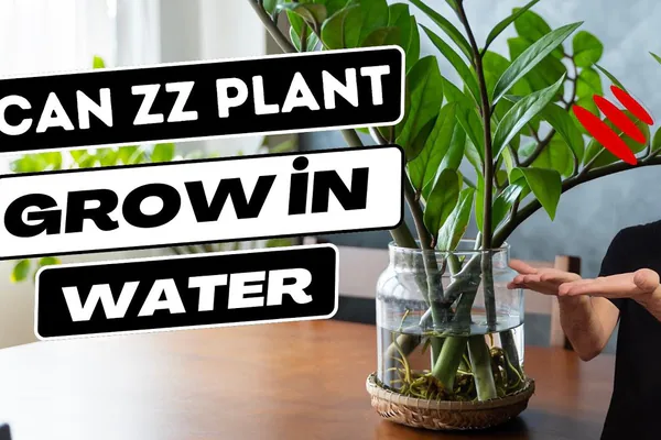 How to Water a ZZ Plant Correctly