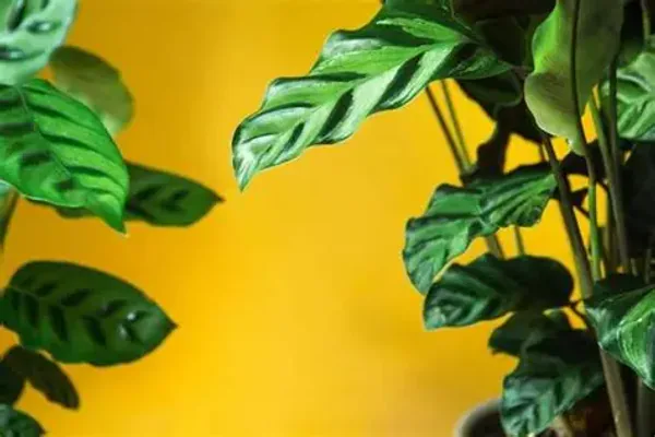 Best Light, Temperature, and Humidity Conditions