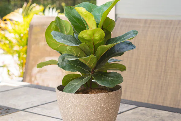 How to Water a Fiddle Leaf Fig Correctly