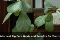 Fiddle Leaf Fig Care Guide and Benefits for Your Home
