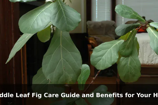 Fiddle Leaf Fig Care Guide and Benefits for Your Home