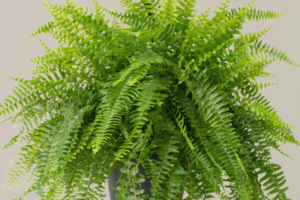 What Makes Boston Fern a Favorite Indoor Plant