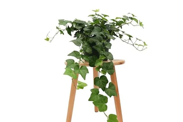 What Is English Ivy?
