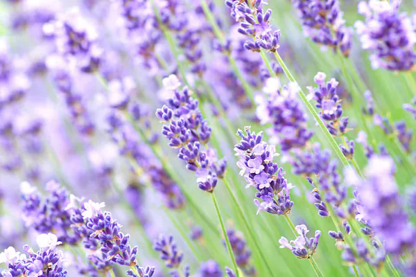 Why Lavender Is Loved in Gardens and Homes
