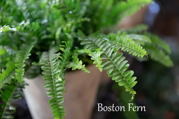 Soil, Potting, and Feeding Basics