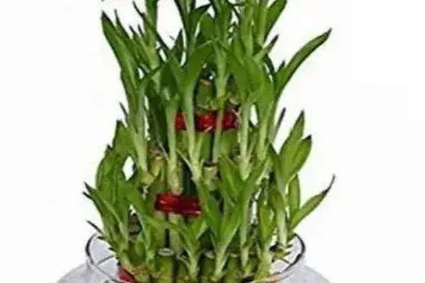 lucky bamboo stalks glass vase bright indoor setting