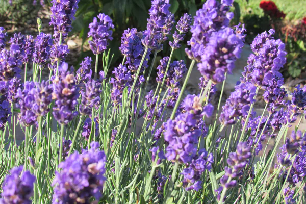 Best Growing Conditions for Healthy Lavender