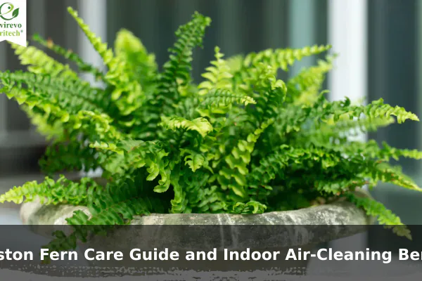 Boston Fern Care Guide and Indoor Air-Cleaning Benefits