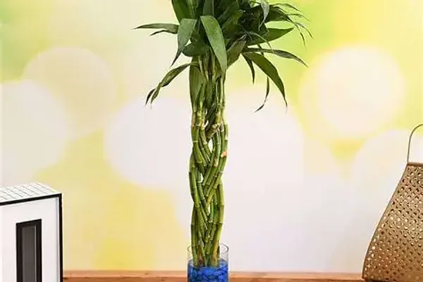 How to Care for Lucky Bamboo in Water or Soil