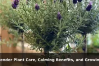 Lavender Plant Care, Calming Benefits, and Growing Guide