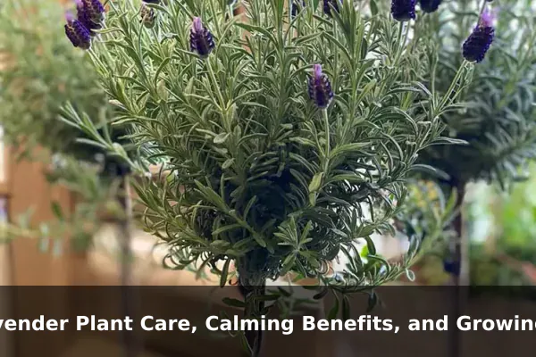 Lavender Plant Care, Calming Benefits, and Growing Guide