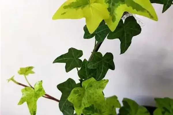 Watering, Feeding, and Pruning Routine
