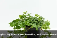 English Ivy Plant Care, Benefits, and Indoor Growing Tips