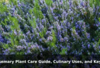 Rosemary Plant Care Guide, Culinary Uses, and Key Benefits