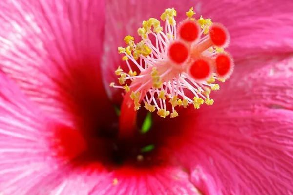 vibrant hibiscus flowers blooming close-up