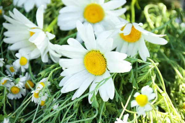 Best Growing Conditions for Healthy Chamomile