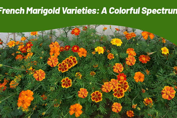 bright orange marigold blooms garden bed close-up
