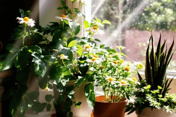 Garden Design Tips and Companion Uses