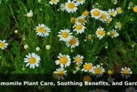 Chamomile Plant Care, Soothing Benefits, and Garden Tips
