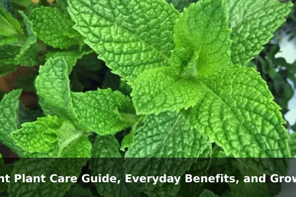 Mint Plant Care Guide, Everyday Benefits, and Growing Tips
