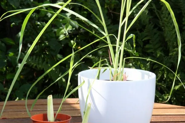 Ideal Growing Conditions for Healthy Lemongrass