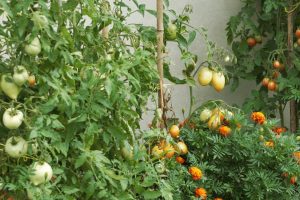 Best Ways to Use Marigolds in Your Landscape
