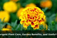 Marigold Plant Care, Garden Benefits, and Useful Facts