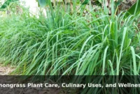 Lemongrass Plant Care, Culinary Uses, and Wellness Benefits