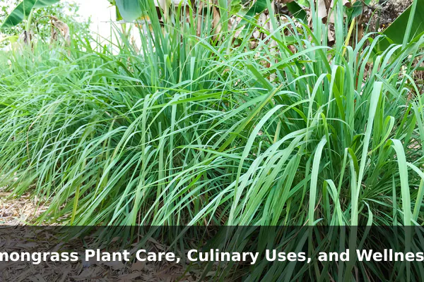 Lemongrass Plant Care, Culinary Uses, and Wellness Benefits